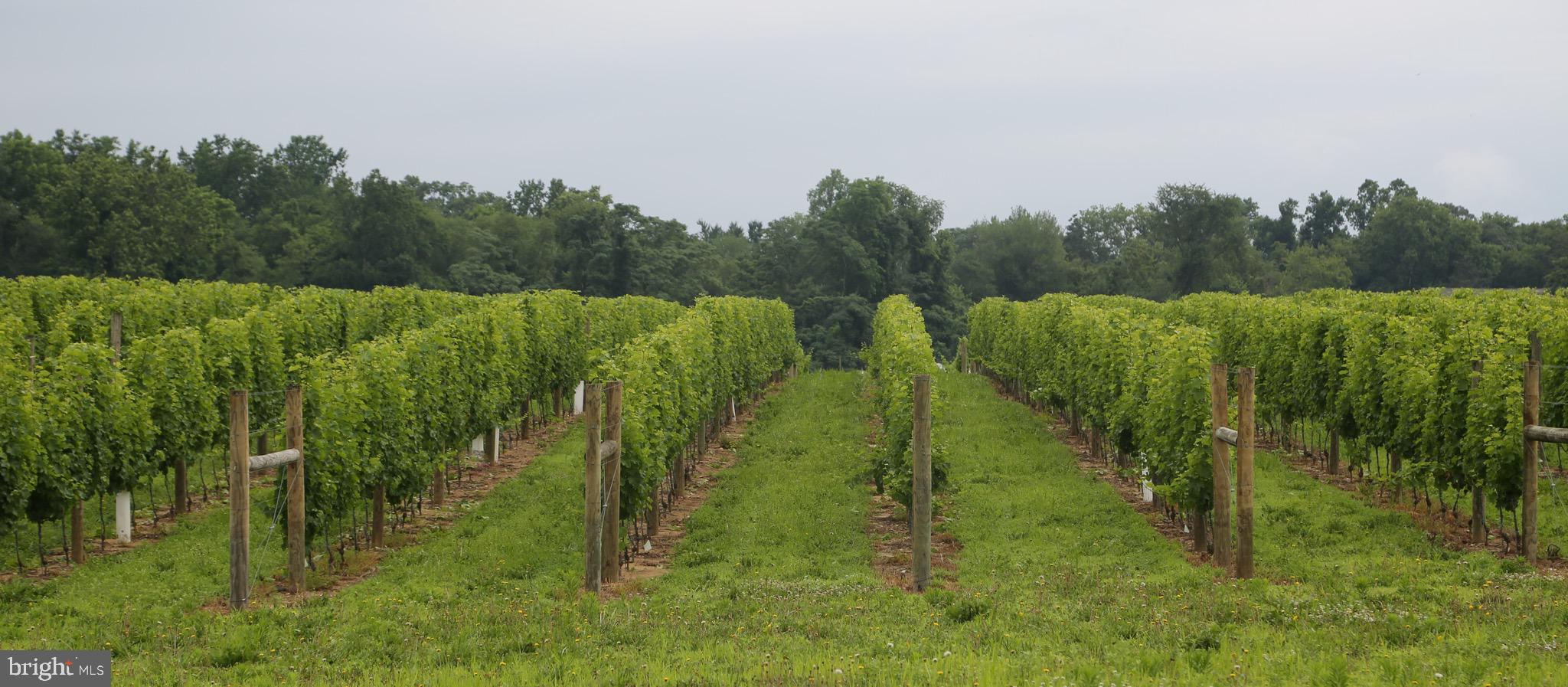 BOHEMIA MANOR - Farm