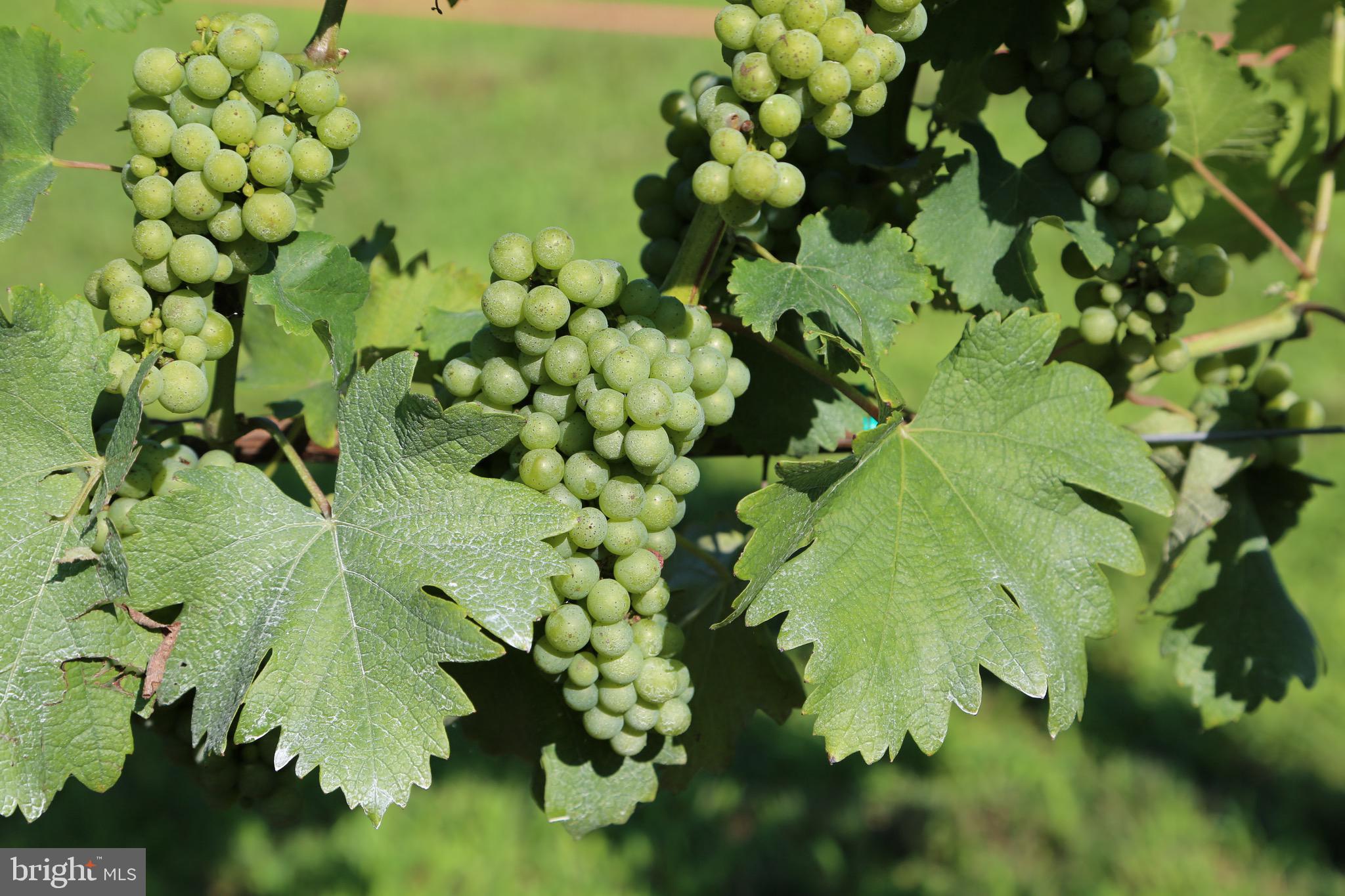 BOHEMIA MANOR - Farm