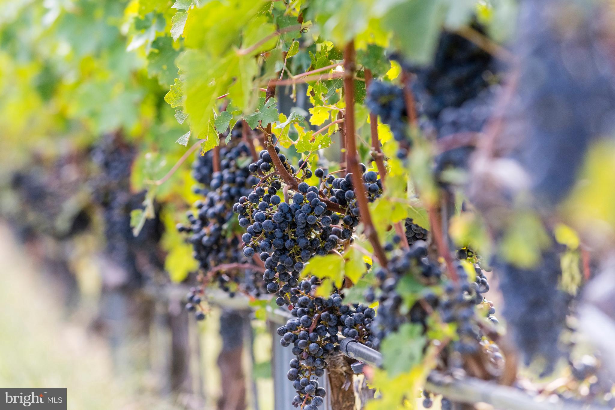 RESIDENCES AT SALAMANDER - Residential