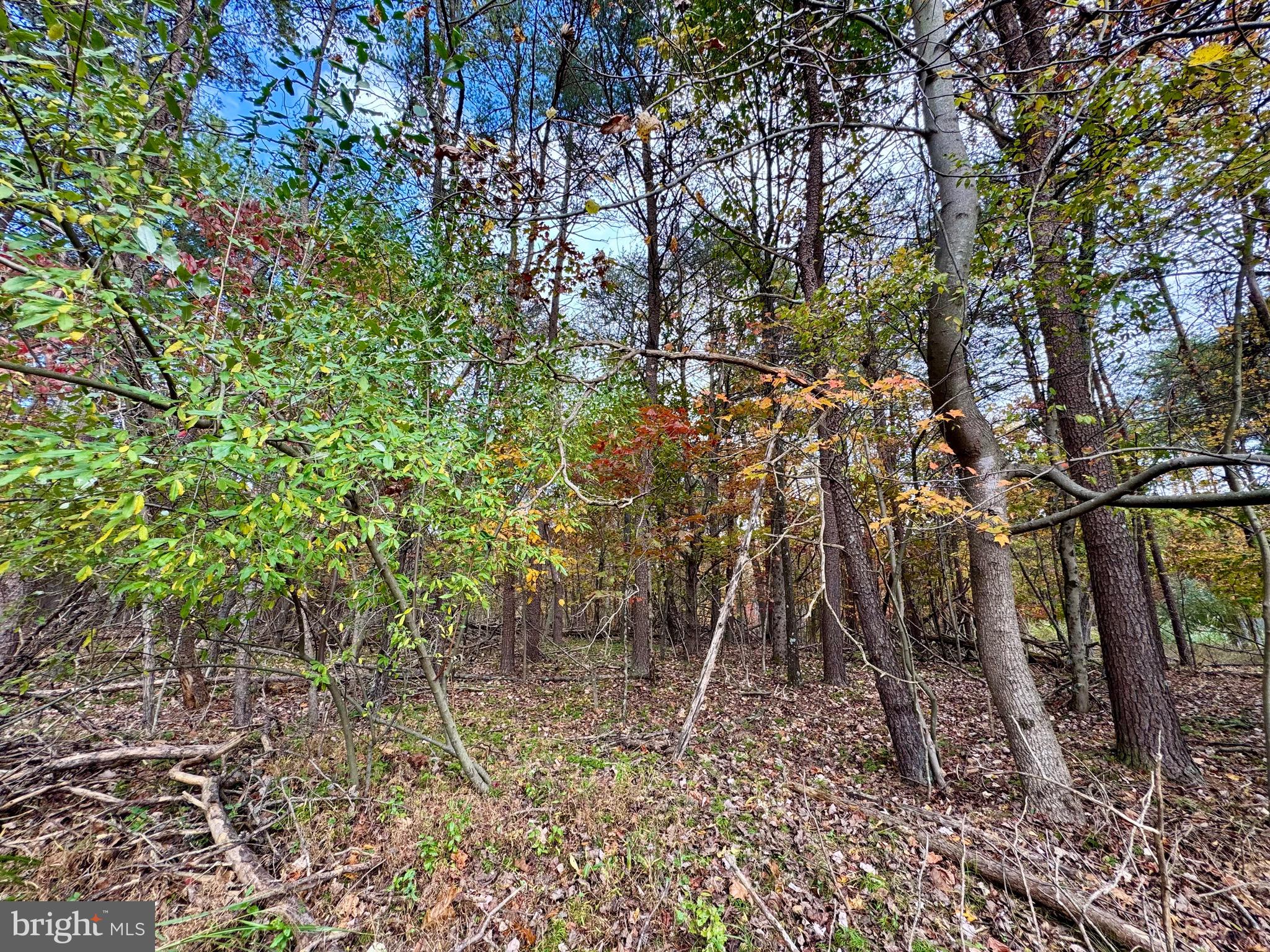 MOUNTAIN LICK RUN - Land