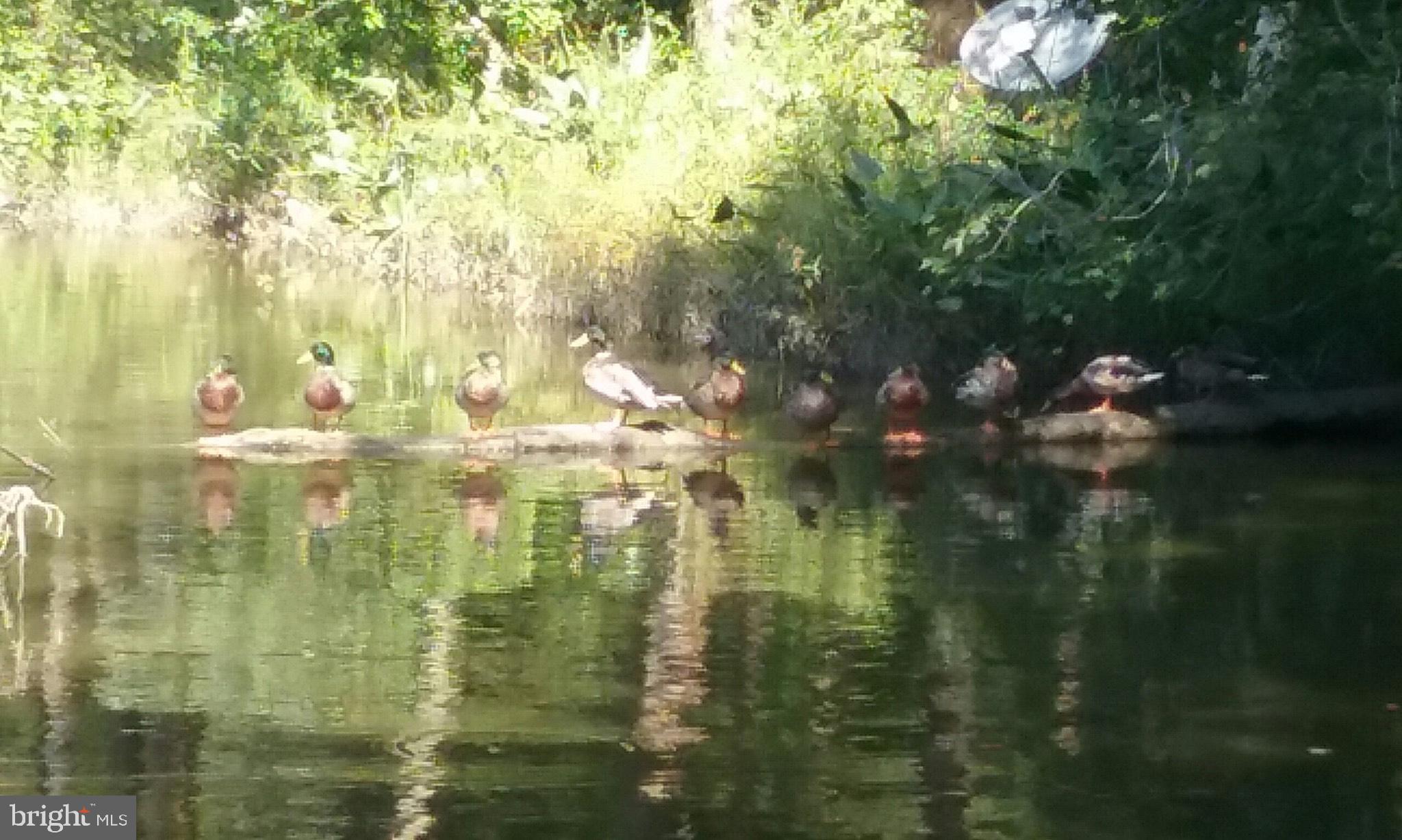 CHESTER HARBOR - Residential