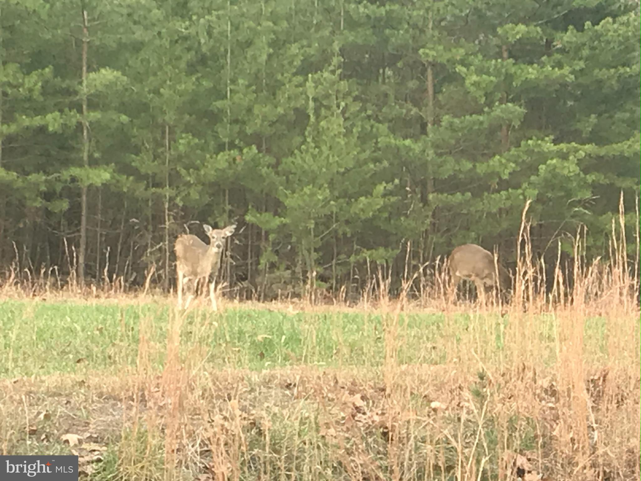 LAKE FOREST ESTATES - Residential