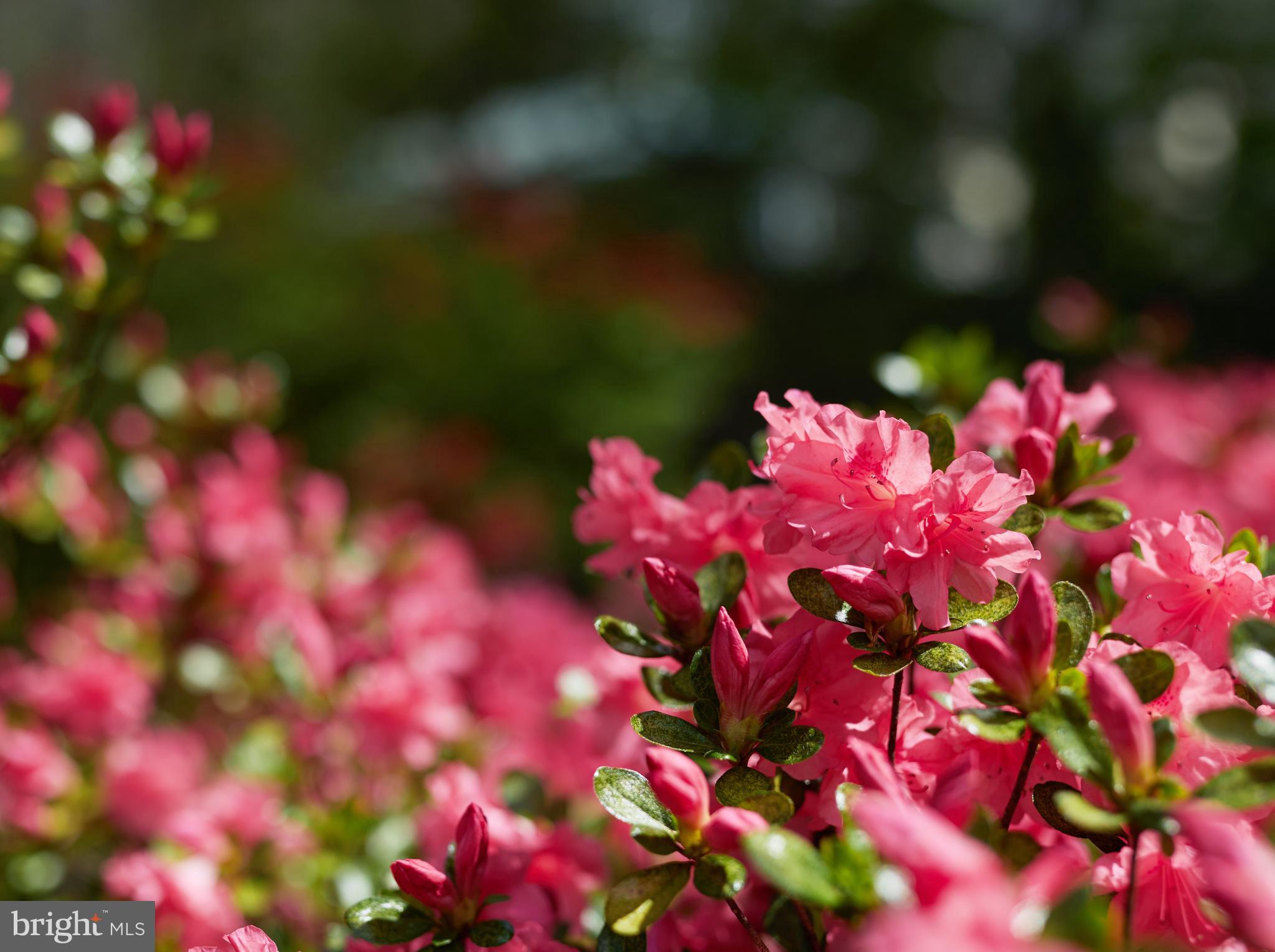 MASS AVE FOREST - Residential