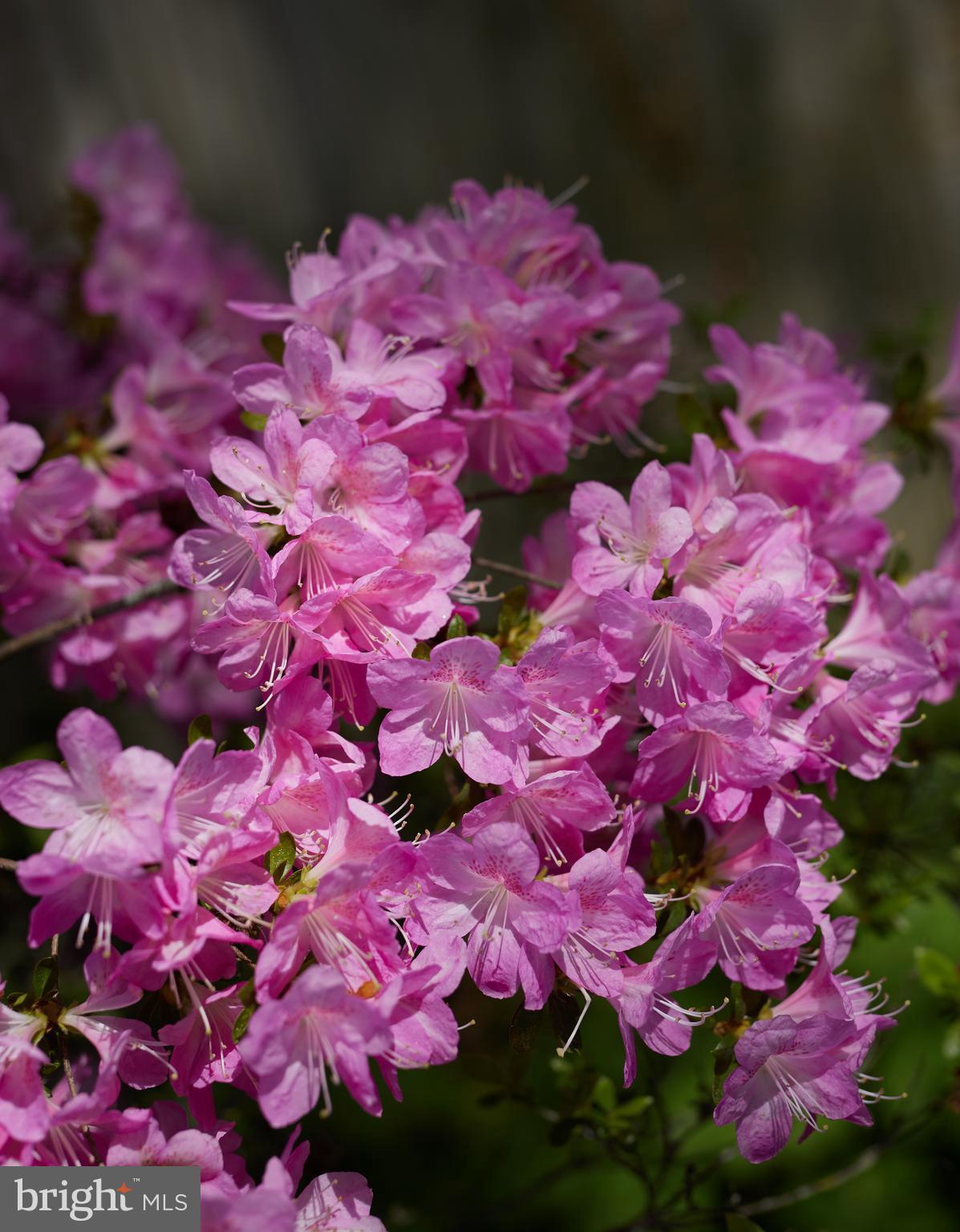 MASS AVE FOREST - Residential