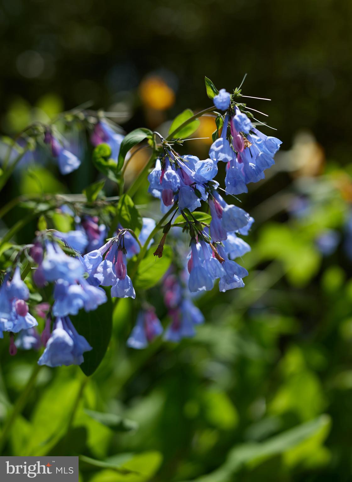 MASS AVE FOREST - Residential