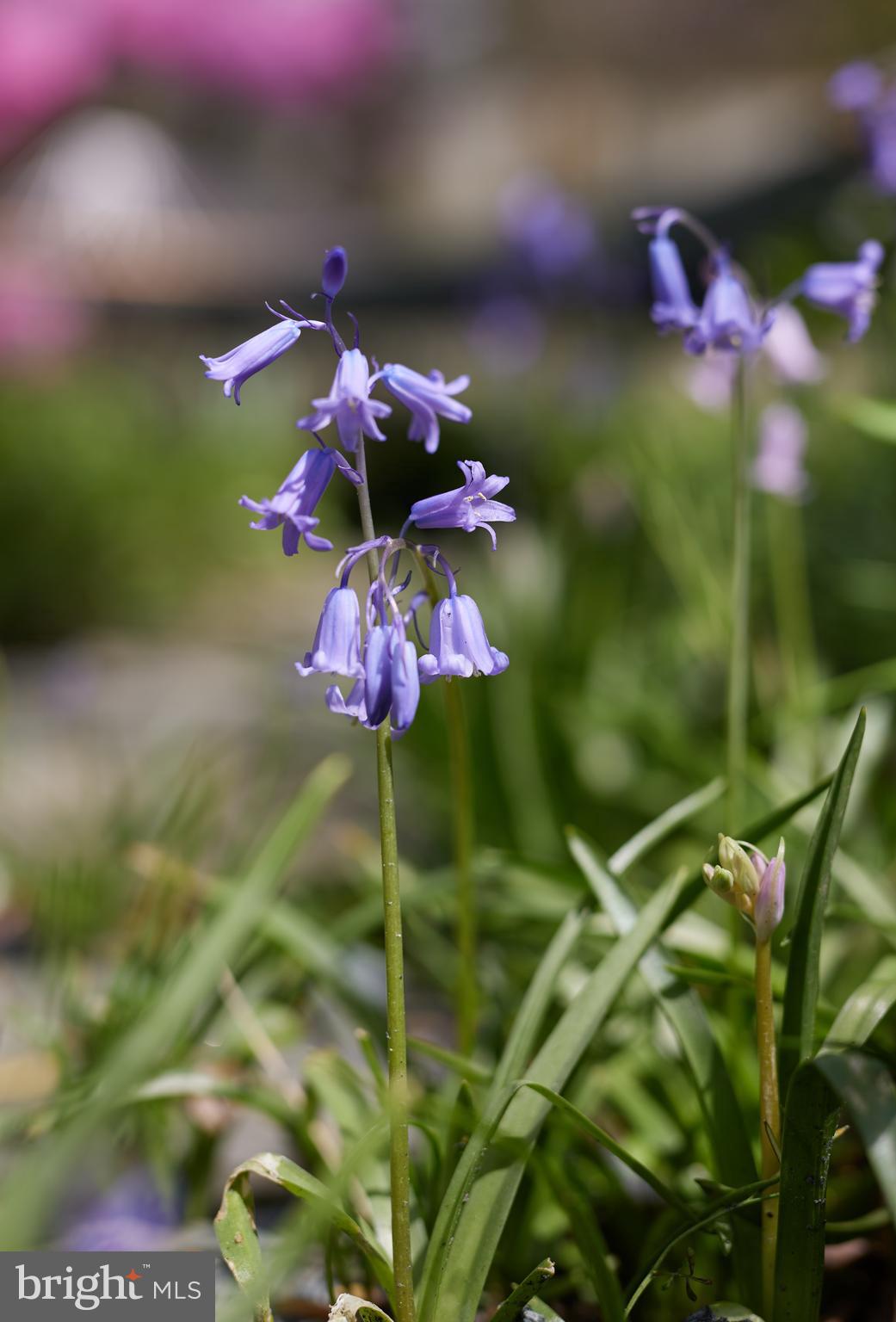 MASS AVE FOREST - Residential