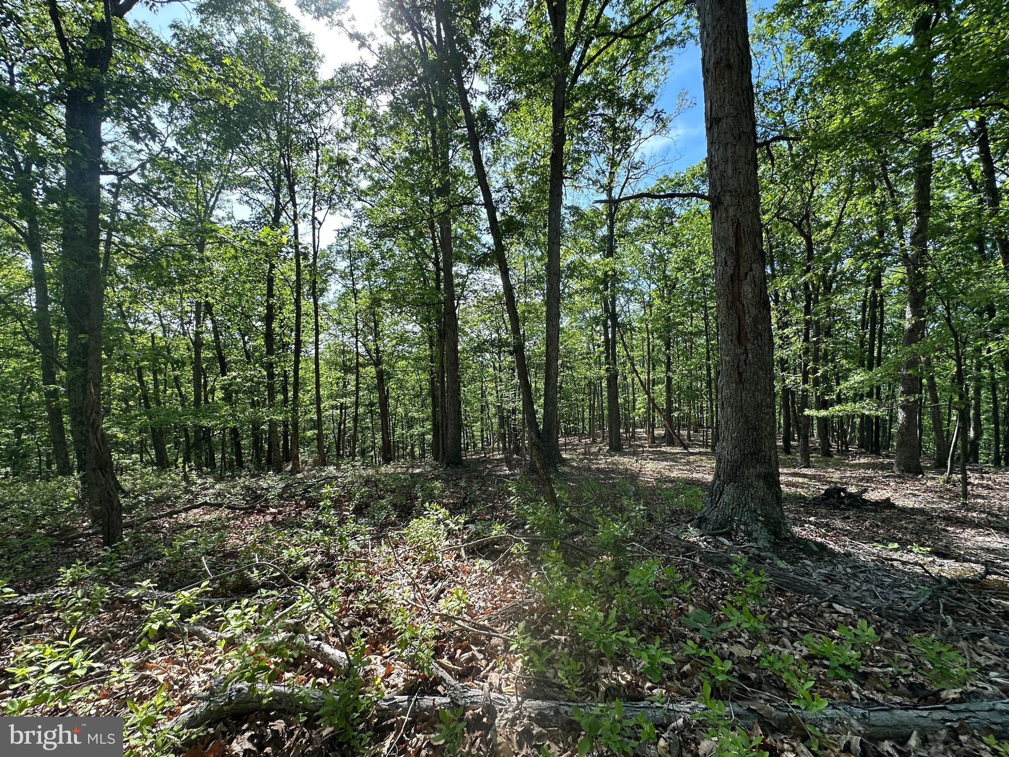 SHADOW KNOLLS - Land