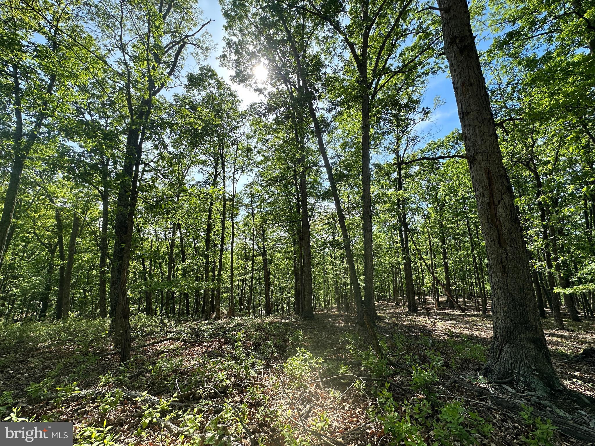 SHADOW KNOLLS - Land