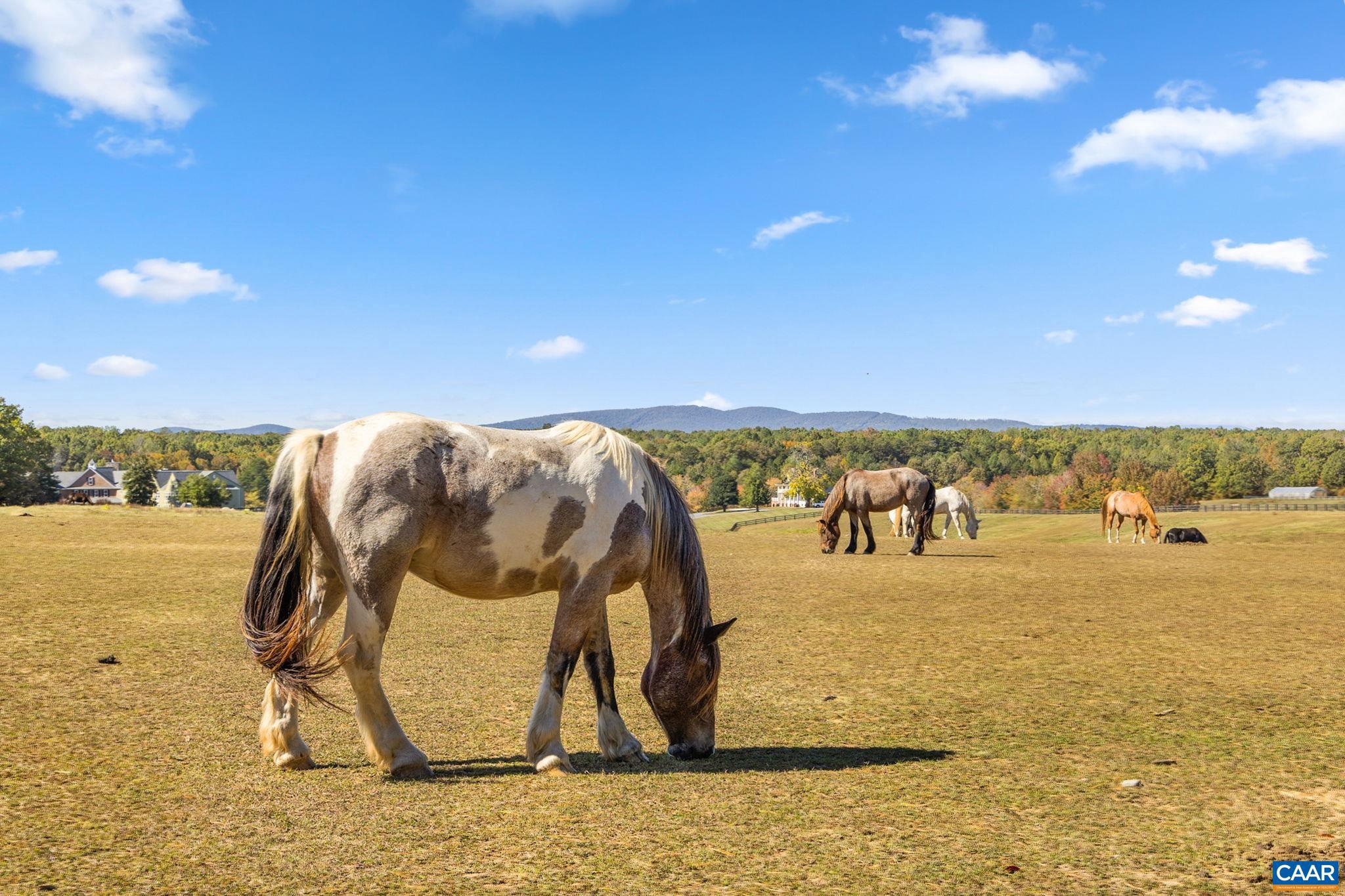 SHENANDOAH CROSSING - Residential