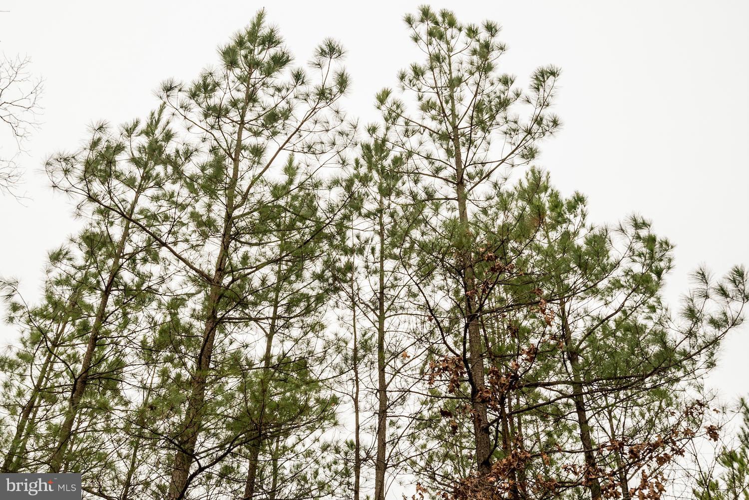 BUFFALO RIDGE - Land