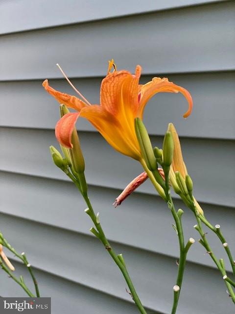 GREEN MEADOW - Residential