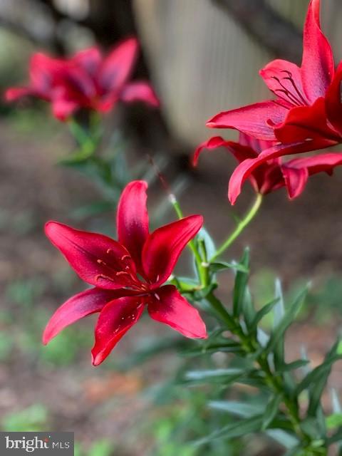 GREEN MEADOW - Residential