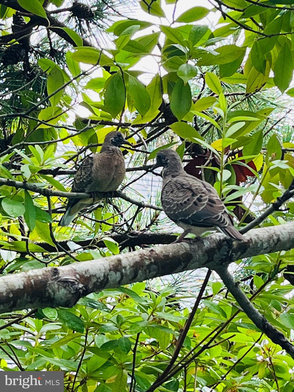 CAINE KEYS II - Residential