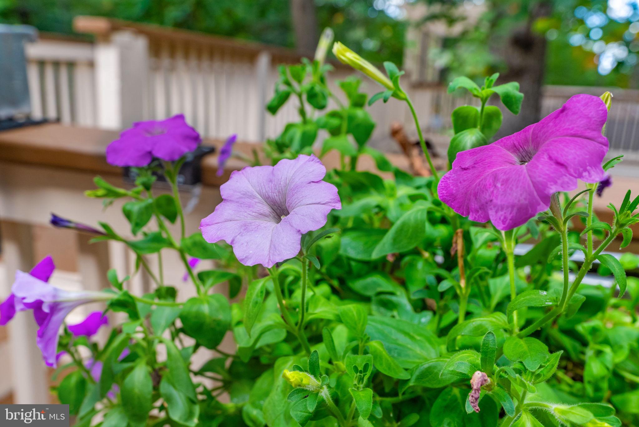 BIG WOODS - Residential