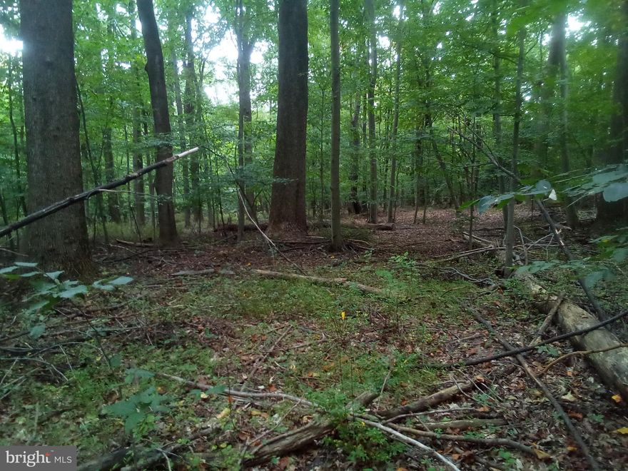 Three acre wooded lot now available for sale and under 100k.   The lot is located on the right hand side of Belvidere Rd going North the closest address to the lot is 1338.  Build your home or use this lot for recreation.  Property previously had perced before current owner purchased.  Not heavily wooded.  And has many oak maple and locust trees on the property.  Dont miss this chance to own just over three acres at this price!  Property is currently awaiting survey to have county approval for septic system perc tests have been completed!!!