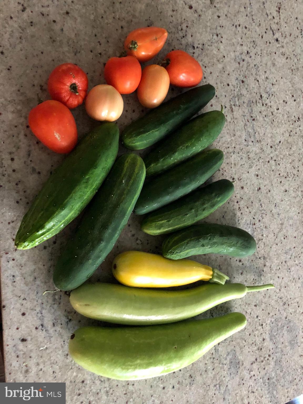 GREENE MILL PRESERVE - Residential