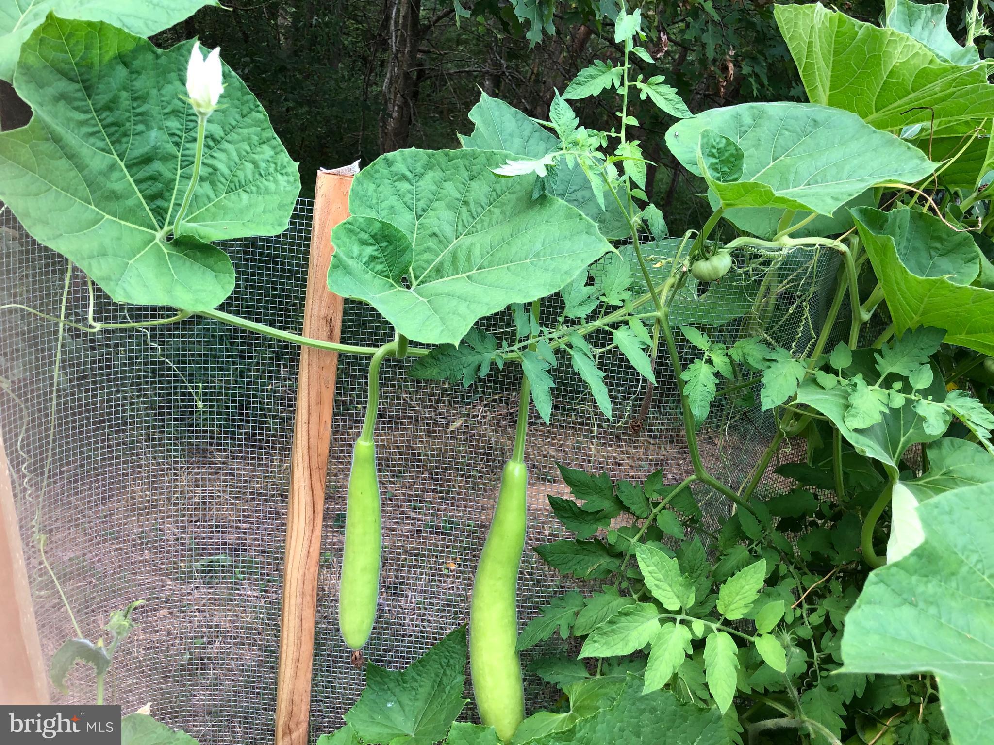GREENE MILL PRESERVE - Residential