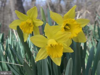 GREENE MILL PRESERVE - Residential