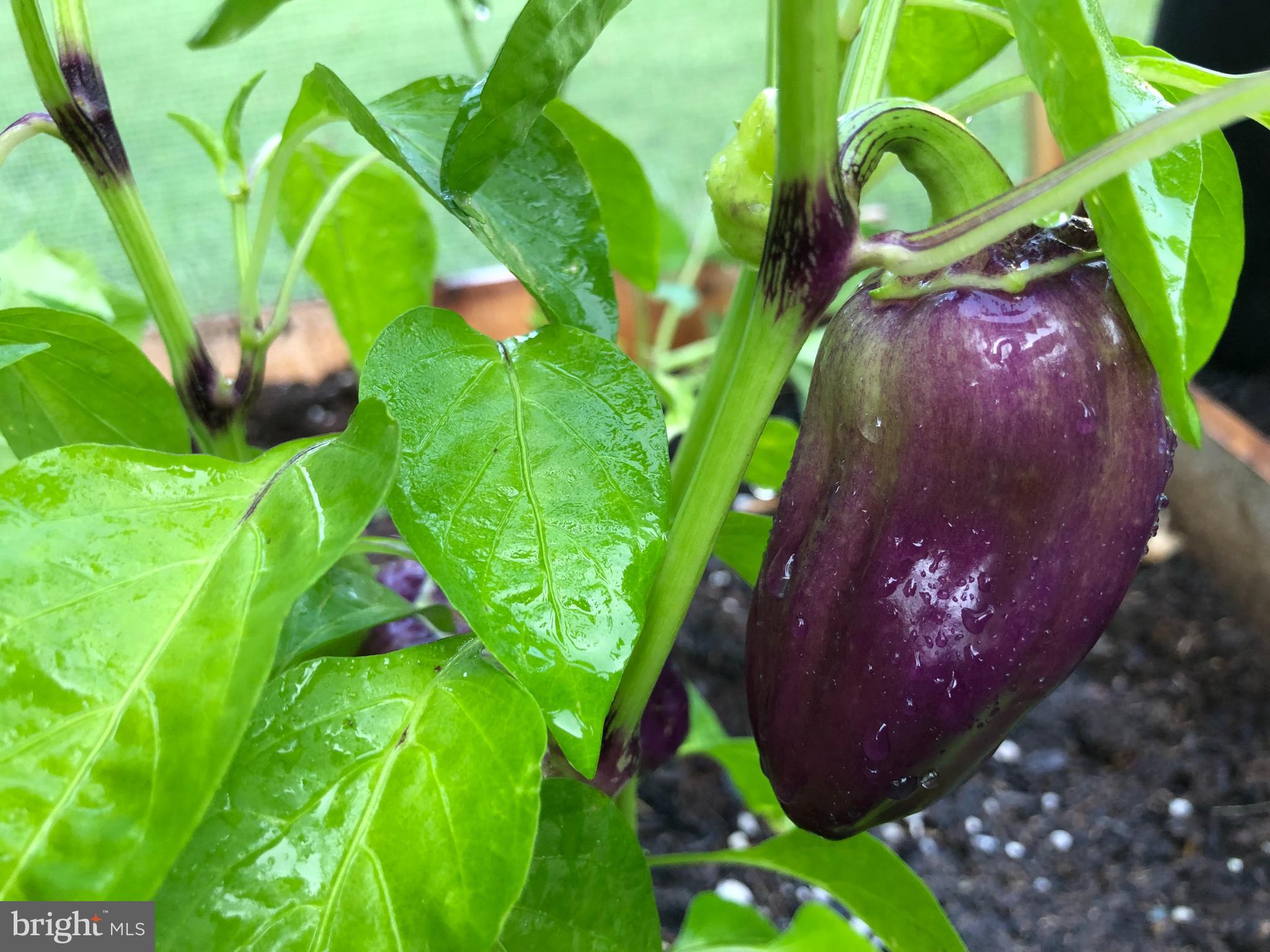 GREENE MILL PRESERVE - Residential