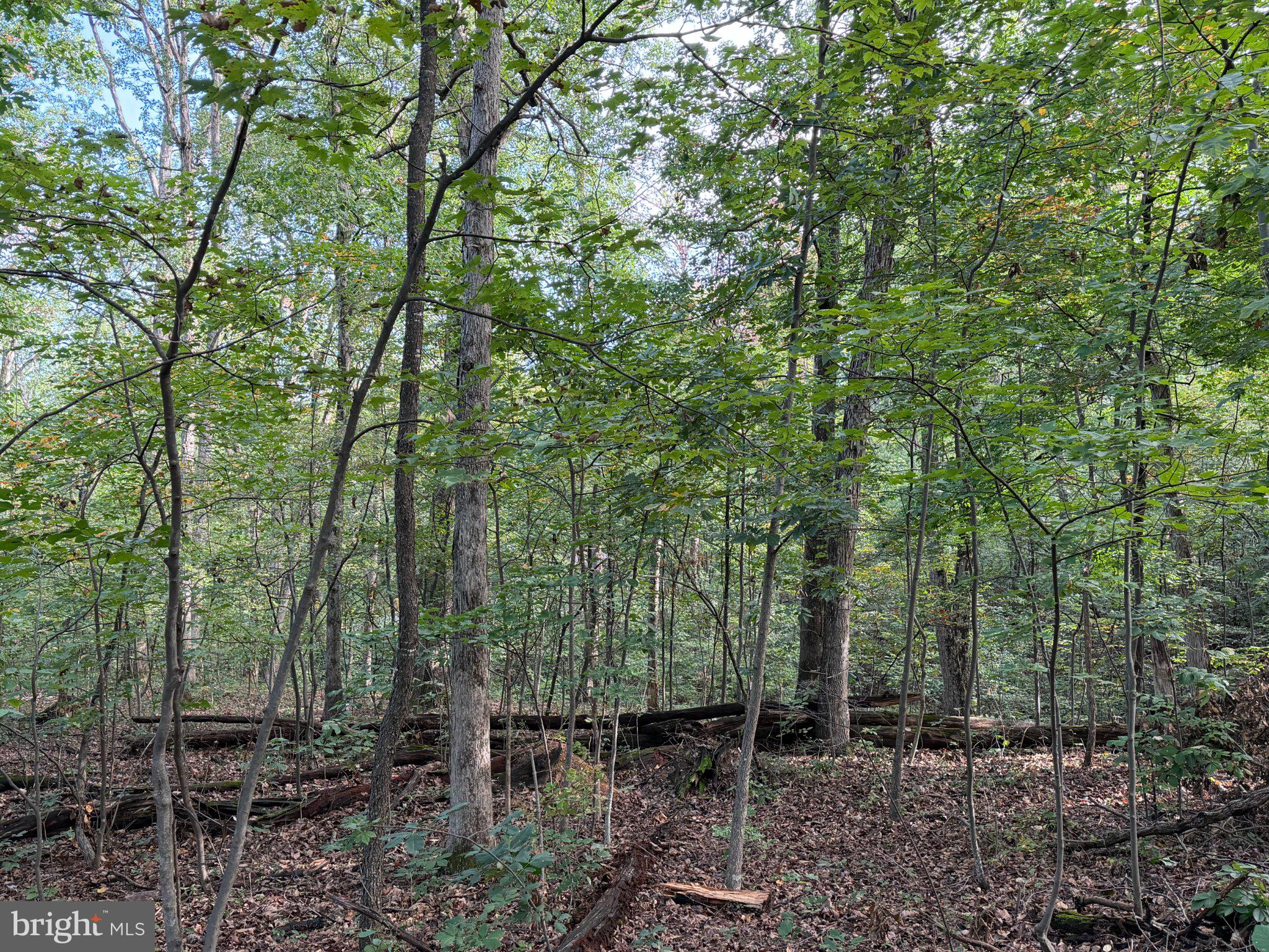 SUGAR MAPLE LANE 1 ACRE