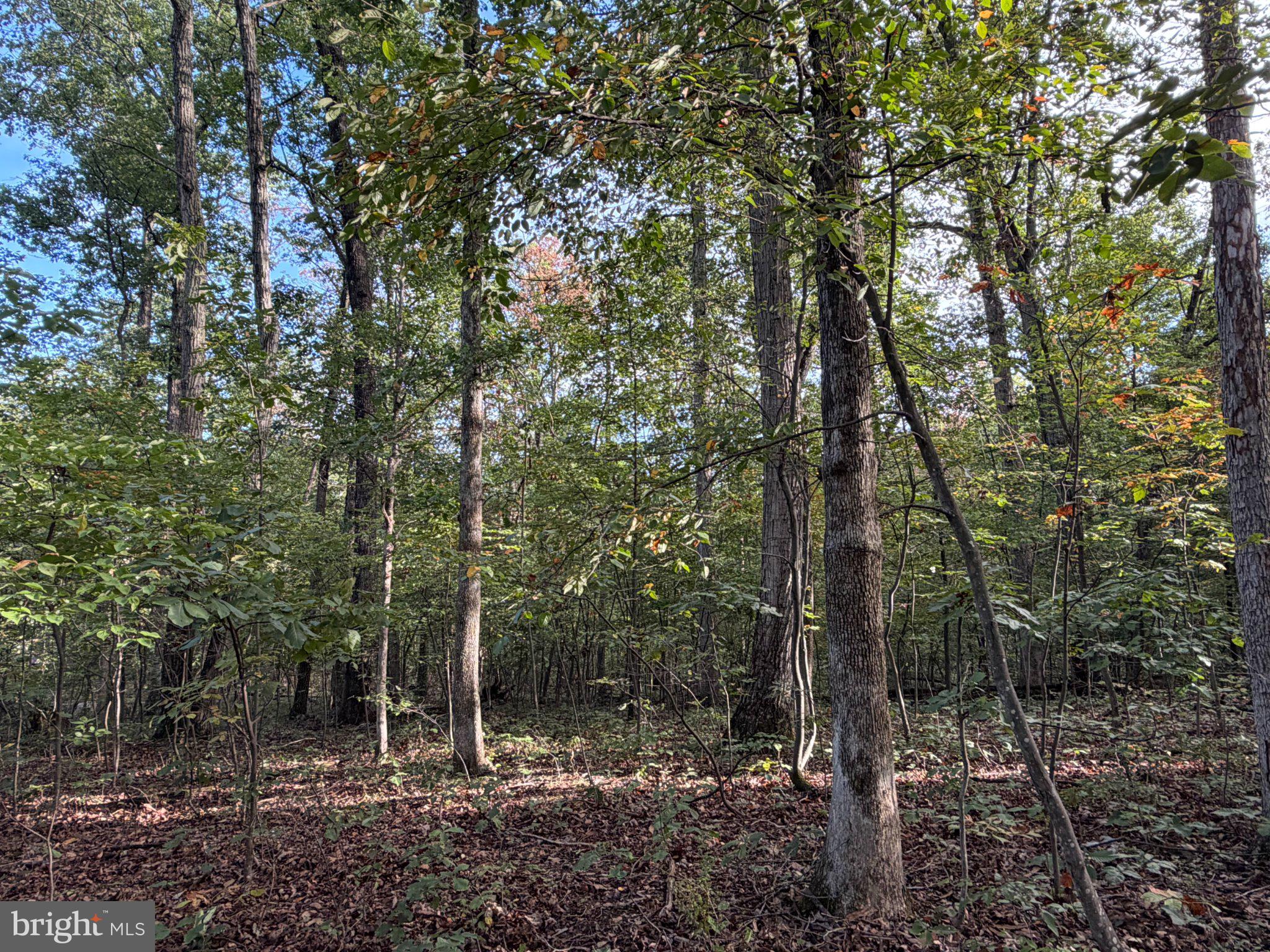 SUGAR MAPLE LANE 1 ACRE