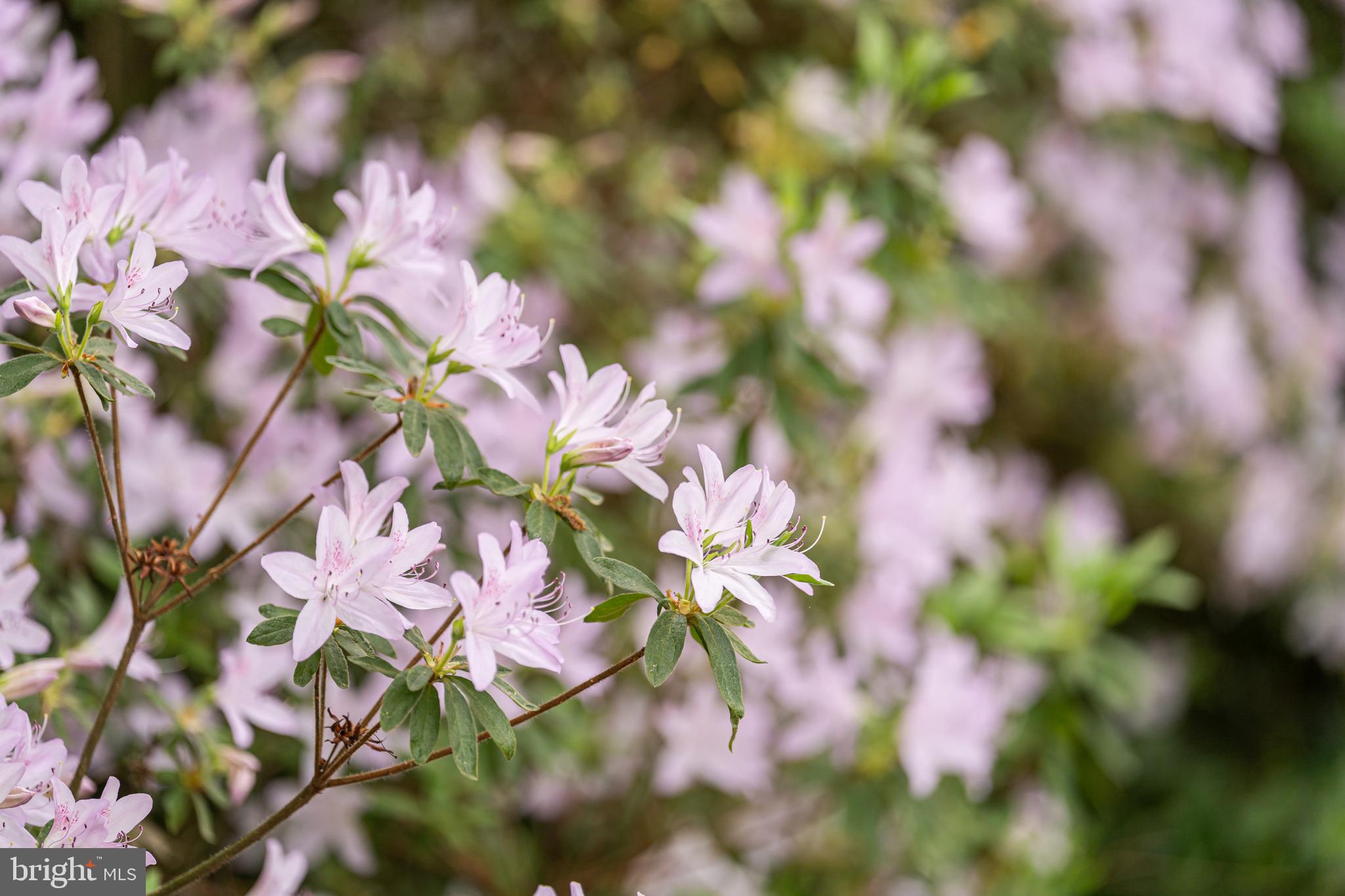 EVERMAY - Residential