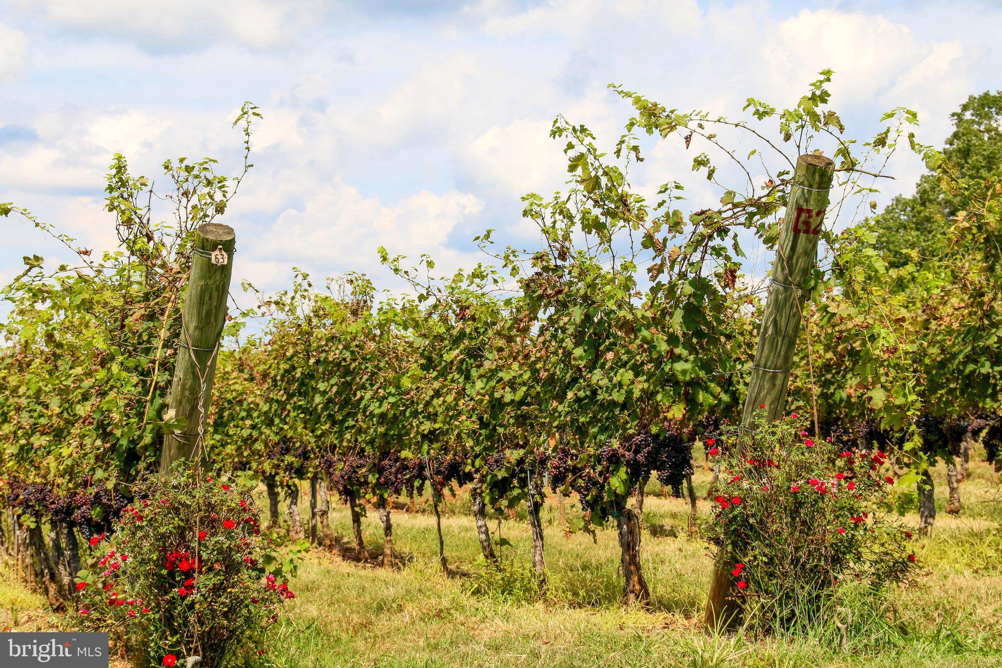 JOHNSON VILLAGE - Residential