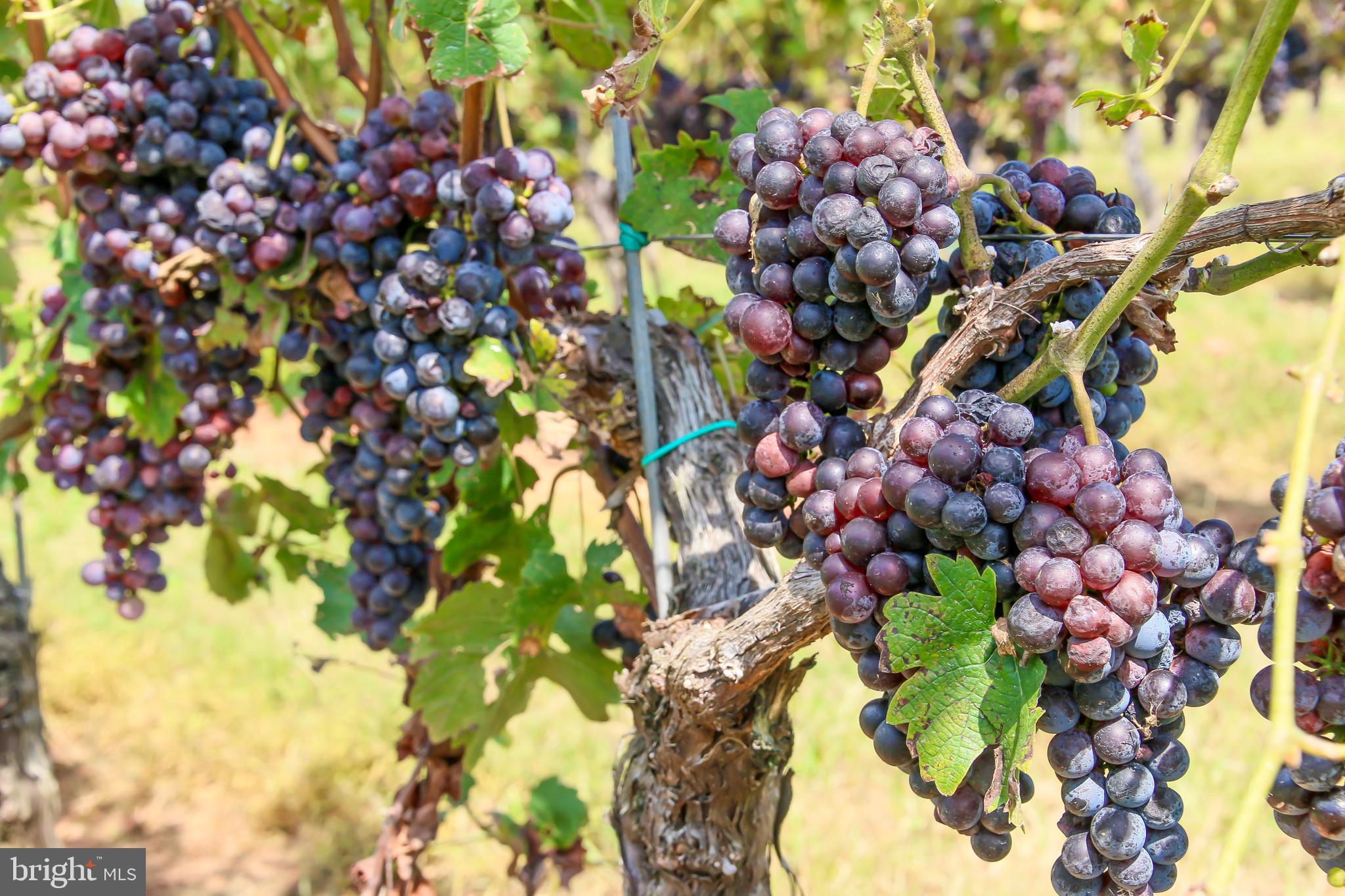 JOHNSON VILLAGE - Residential