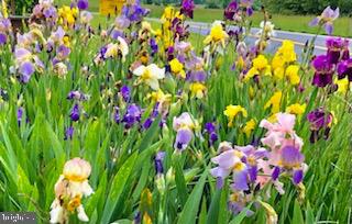 LAURA BAILEY - Residential