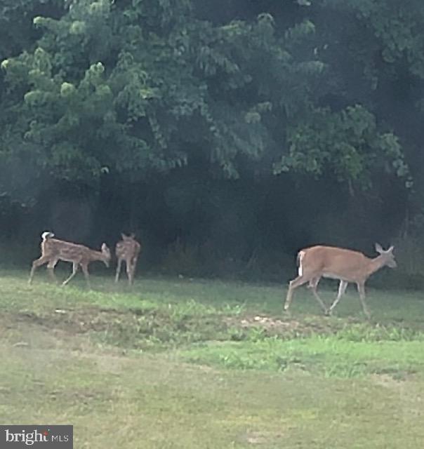 LAURA BAILEY - Residential