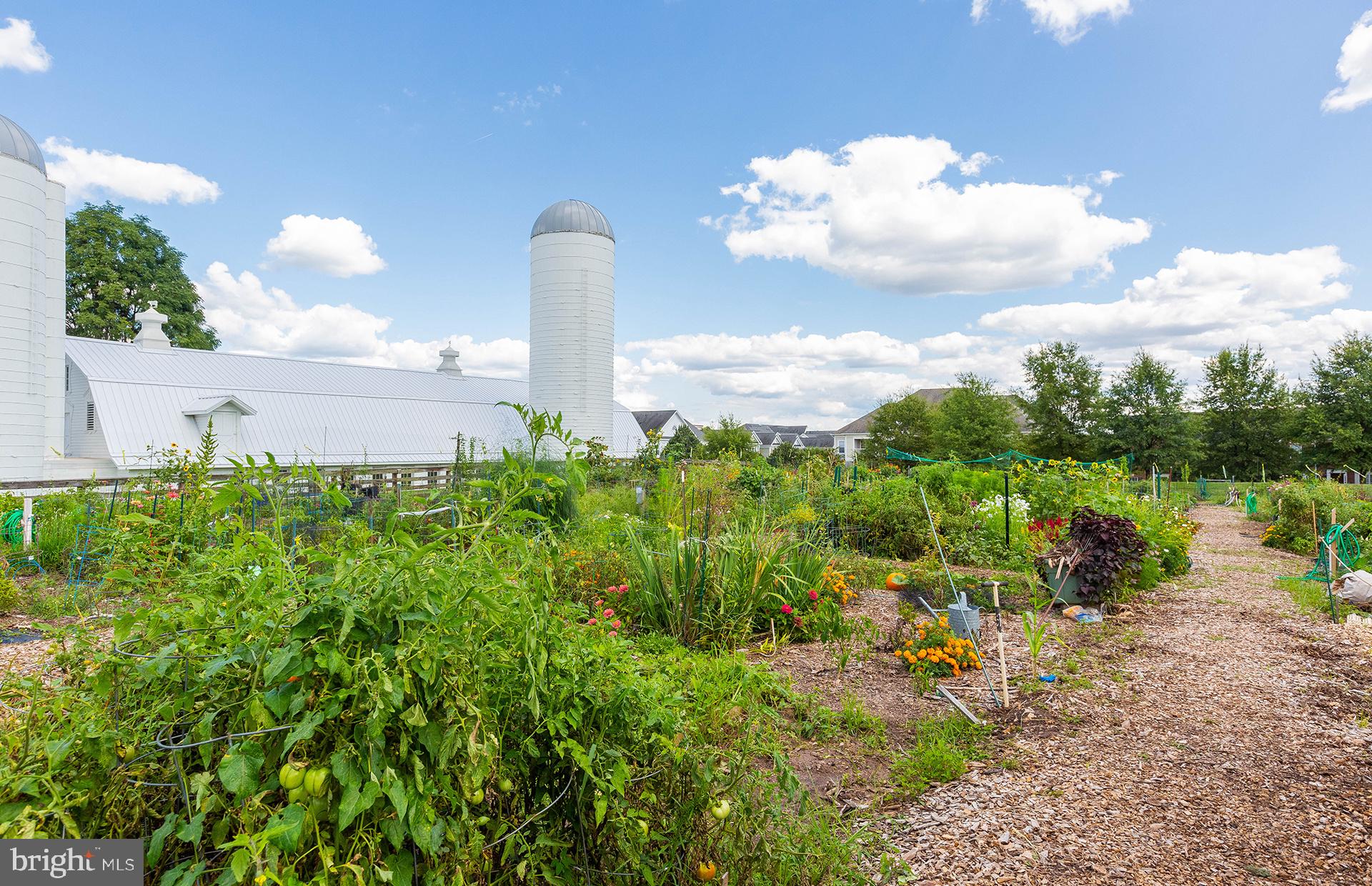 KING FARM - Residential