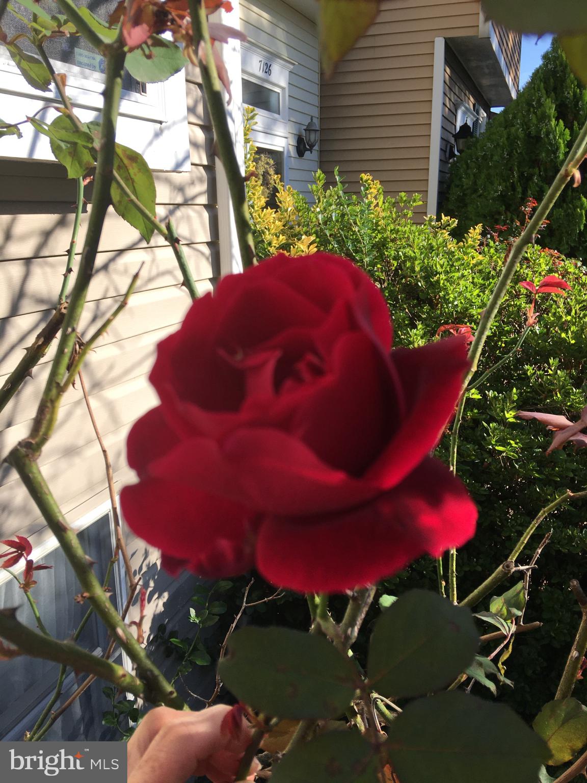 TARTAN VILLAGE - Residential