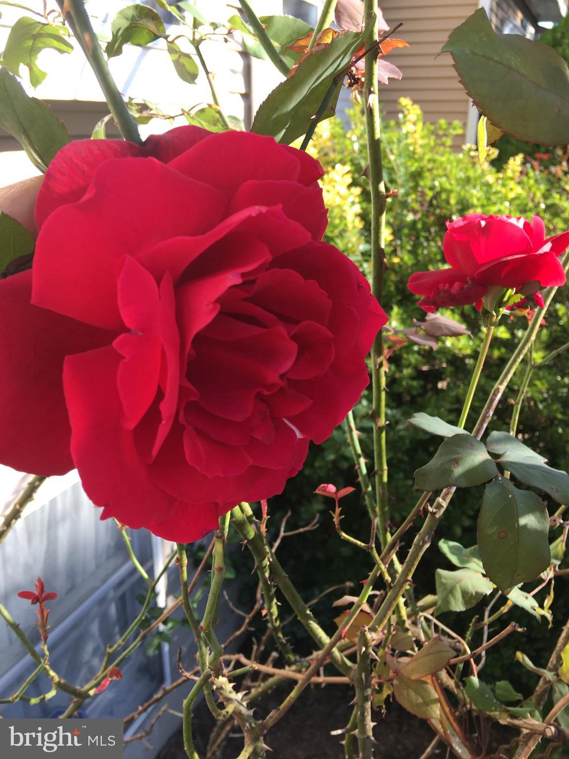 TARTAN VILLAGE - Residential