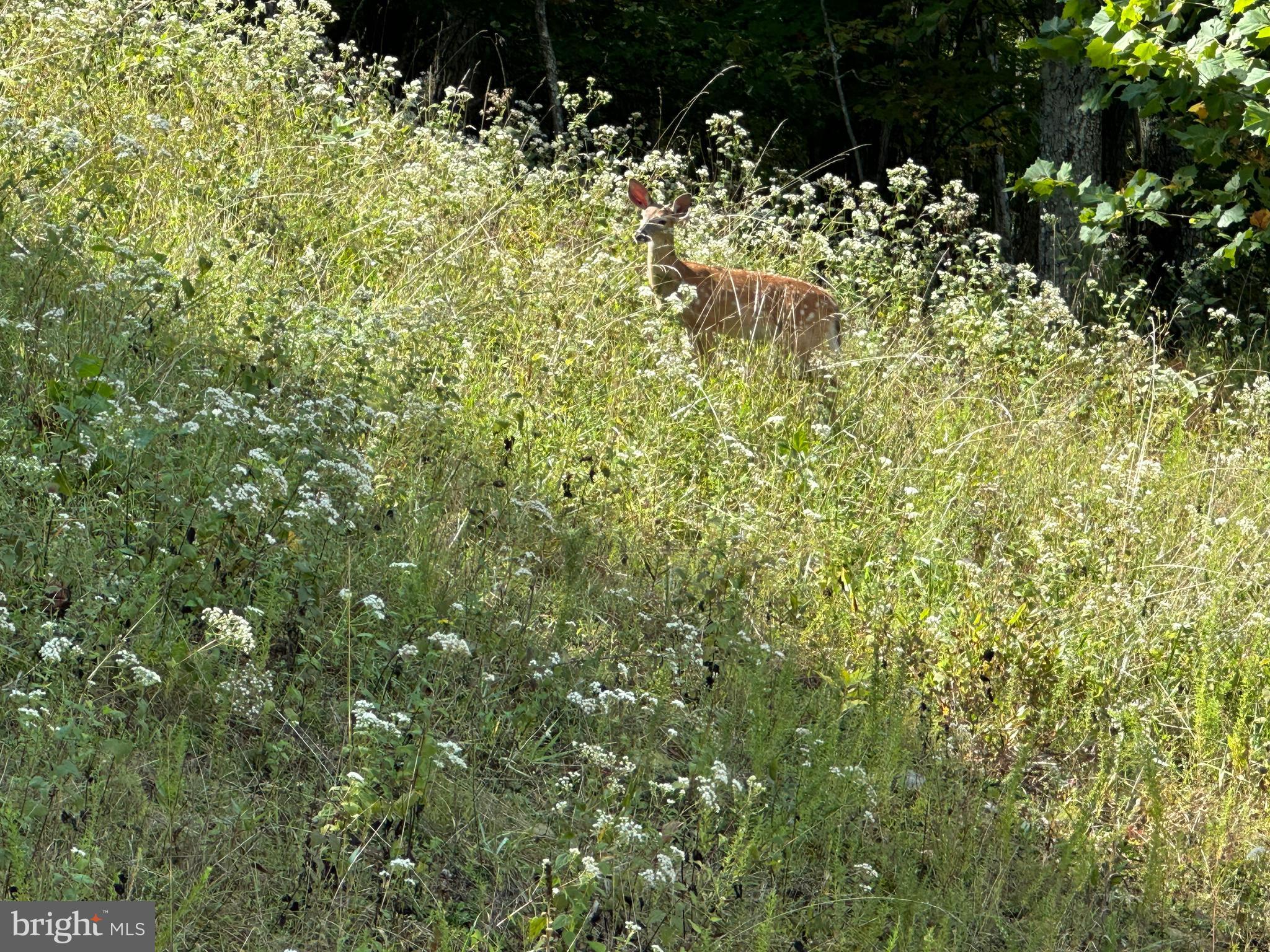 LOST RIVER BLUFFS - Land