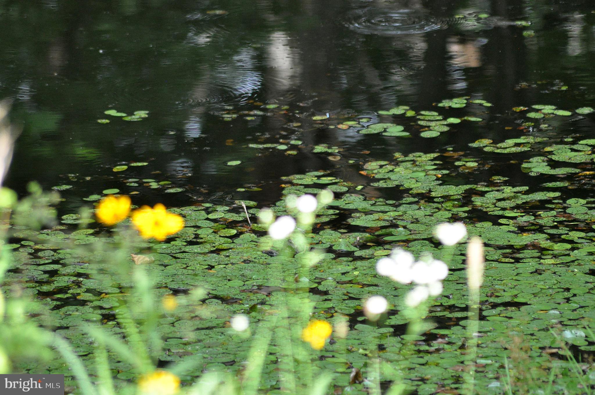 MAIDSTONE - Residential