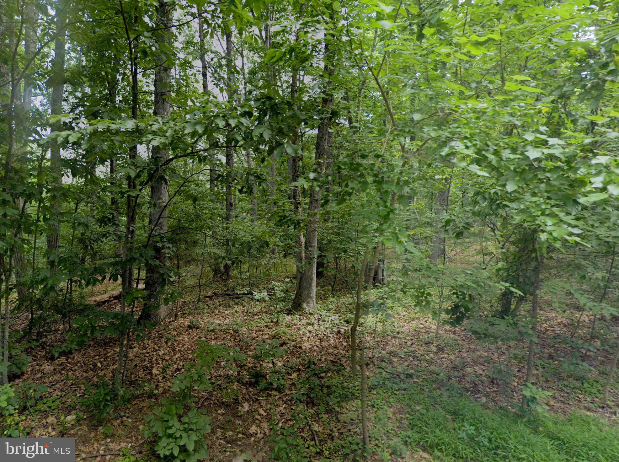 SHENANDOAH FOREST - Land