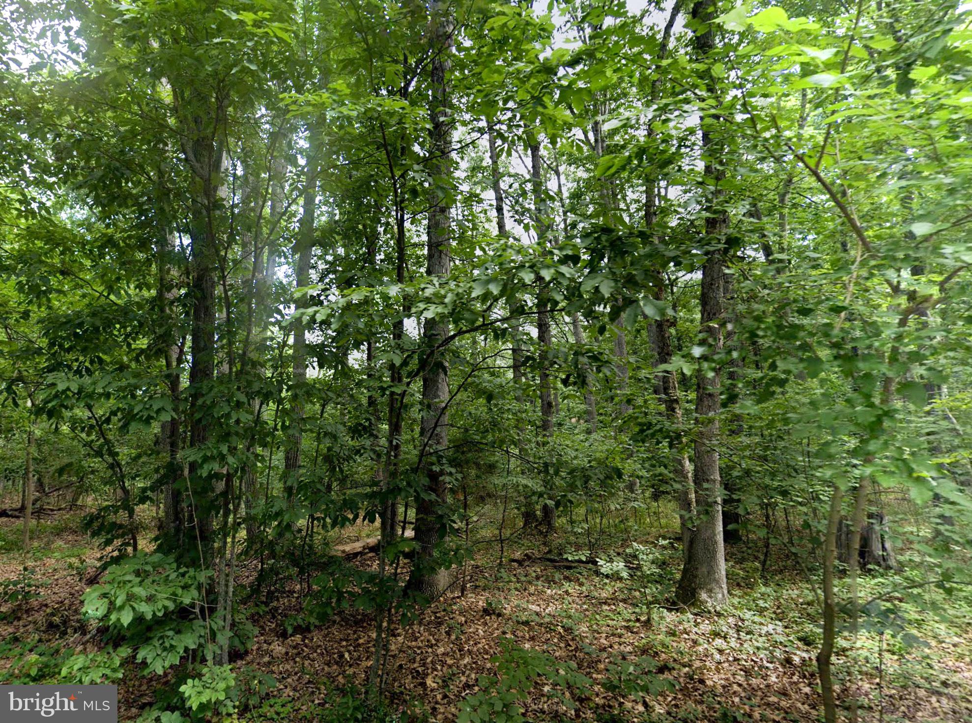 SHENANDOAH FOREST - Land