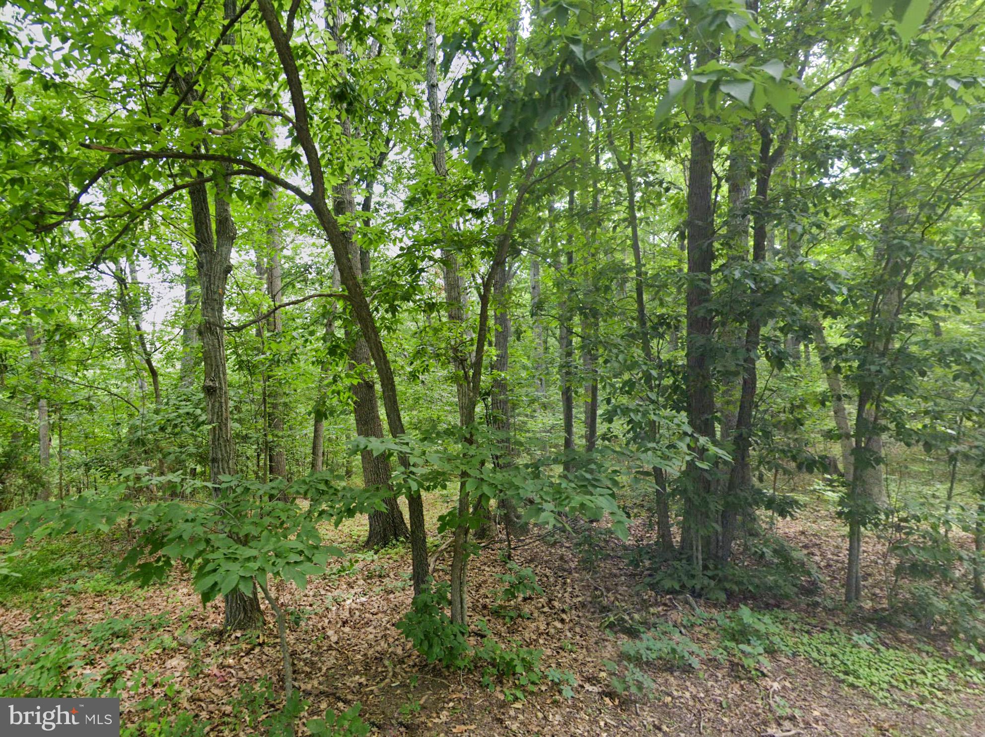 SHENANDOAH FOREST - Land