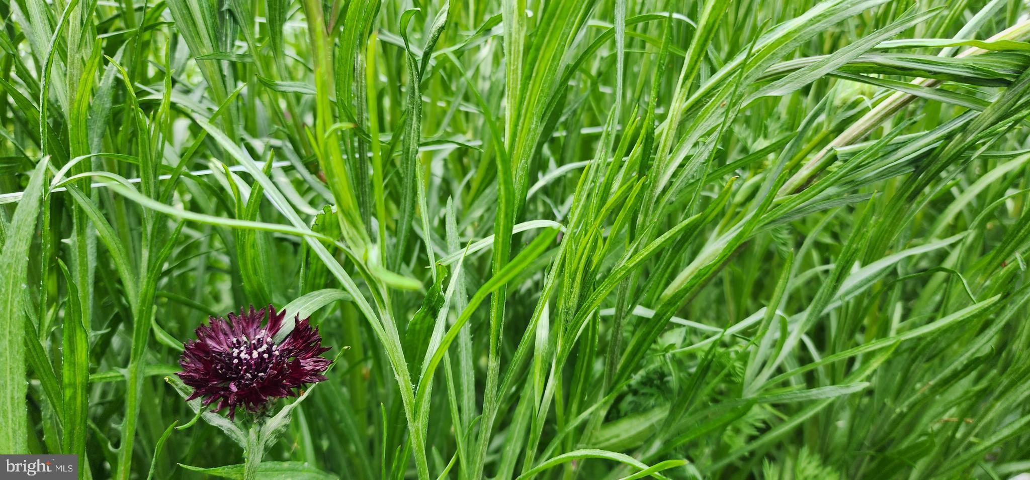 NONE AVAILABLE - Land