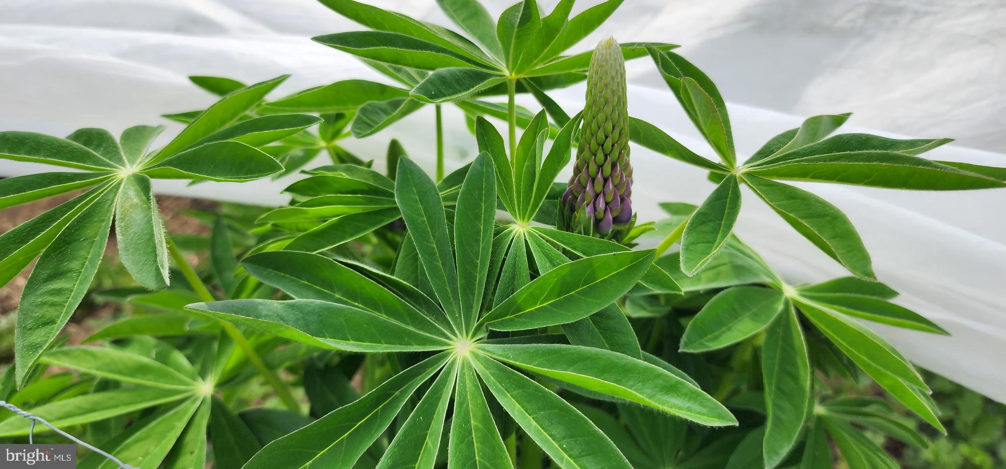 NONE AVAILABLE - Land