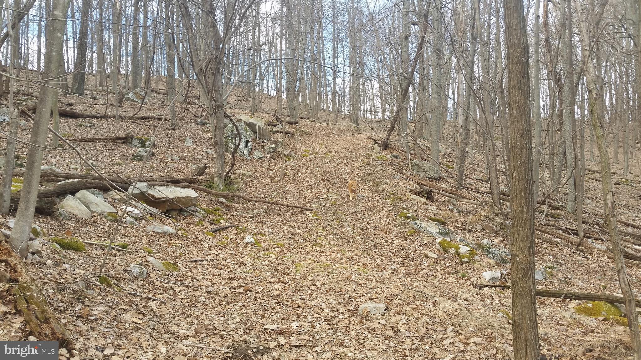 CACAPON RIVER COLONY - Land