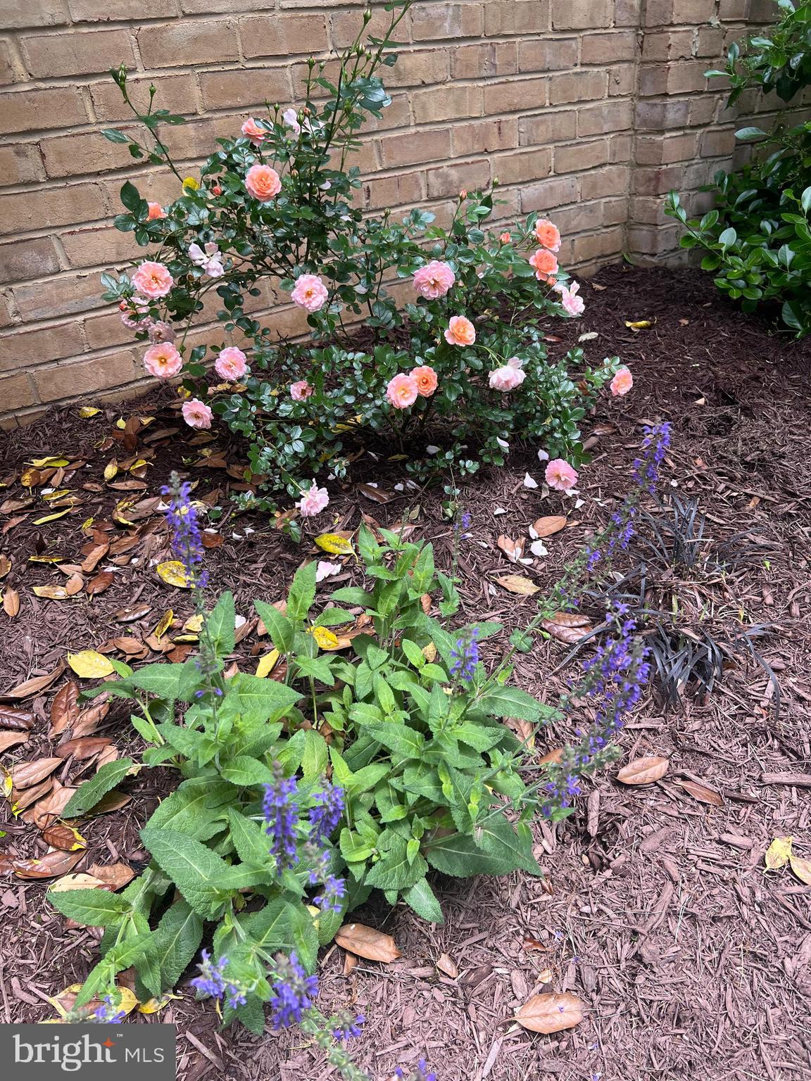 COURTS OF WYNGATE - Residential