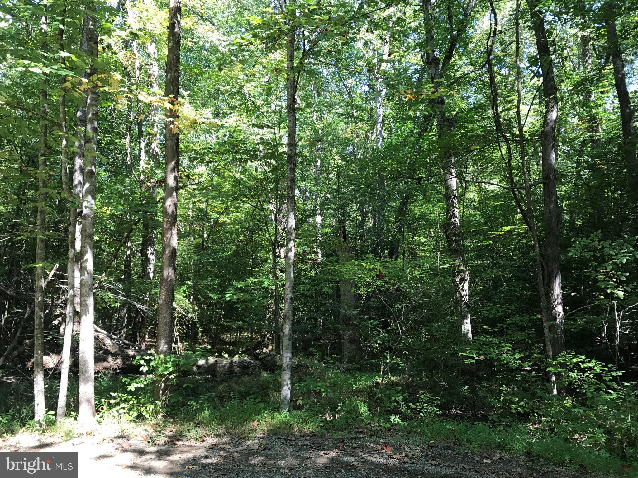 BLACKWOOD FOREST - Land