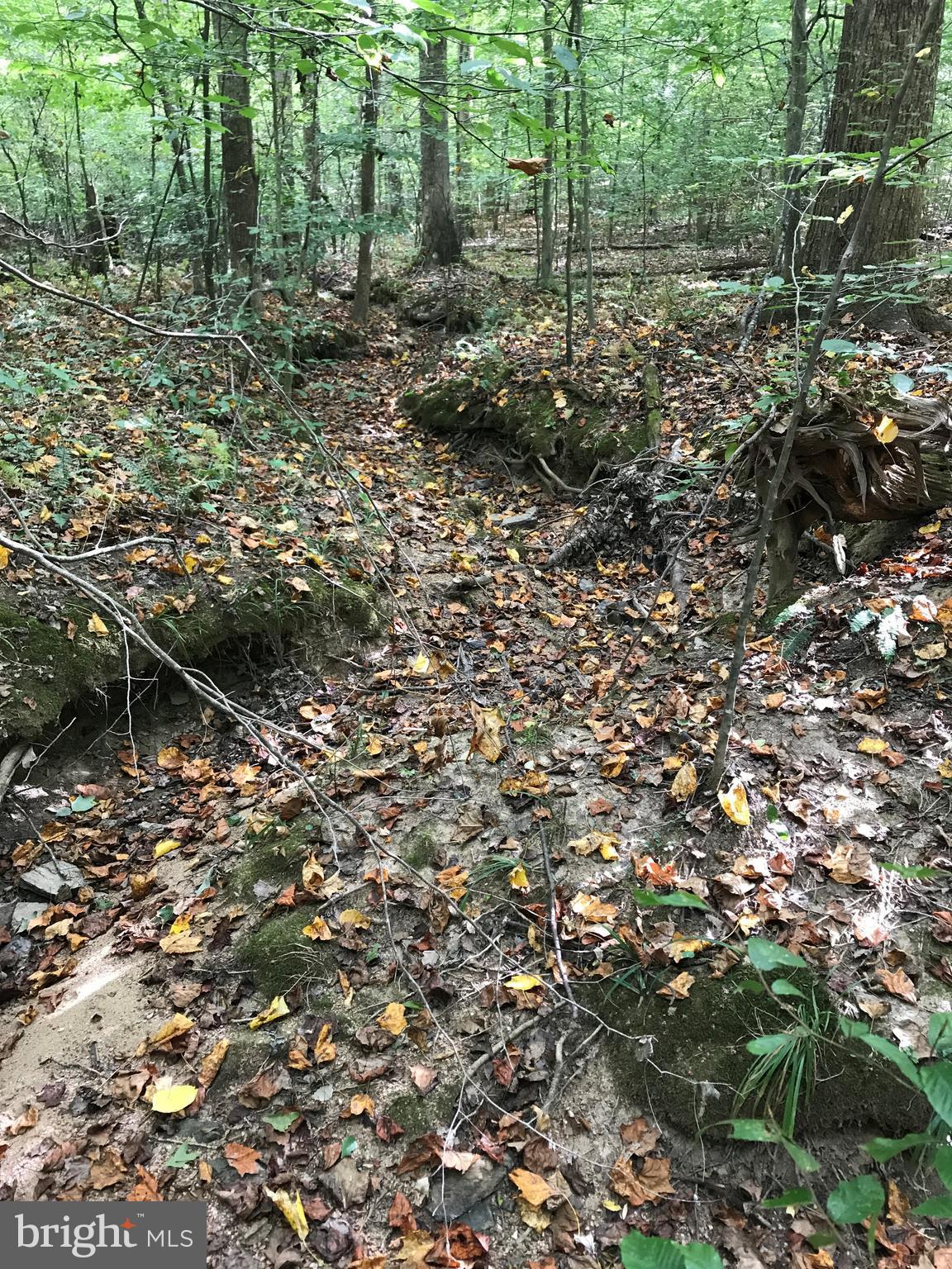 BLACKWOOD FOREST - Land