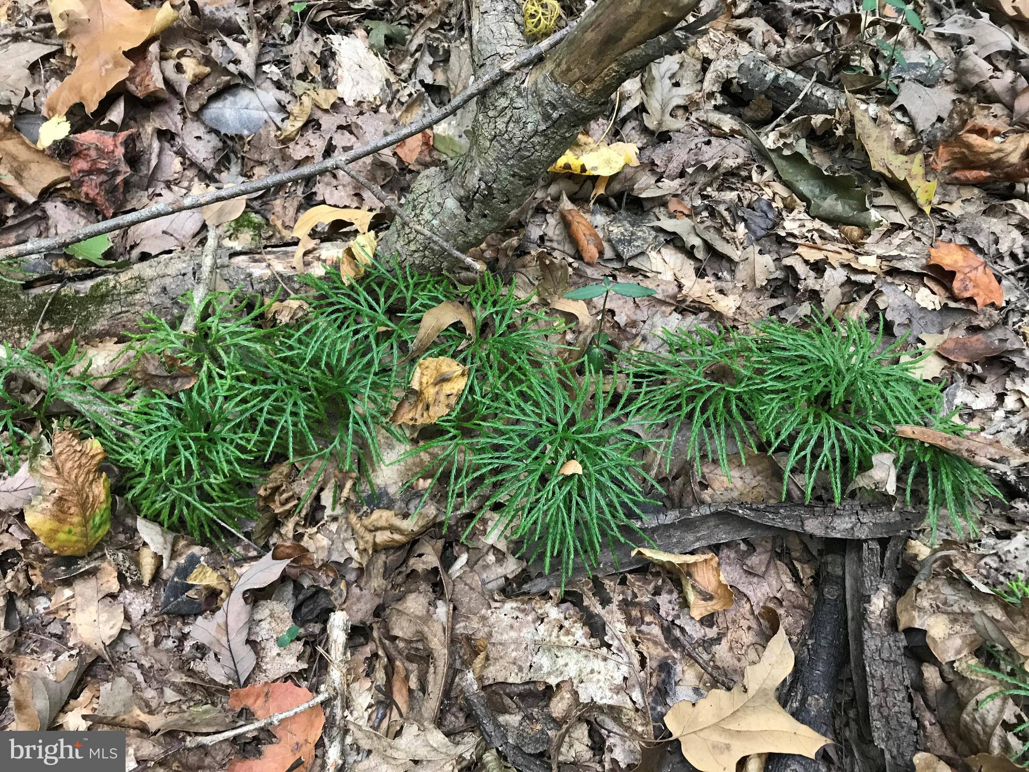 BLACKWOOD FOREST - Land