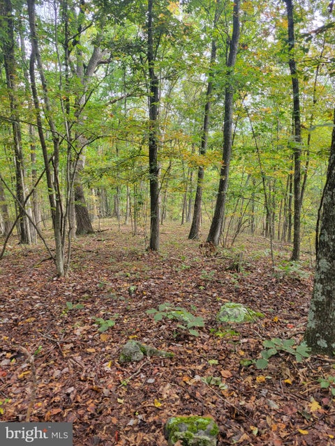 Vacant Land For Sale - Bear Road<br/> DELRAY, WV 26714