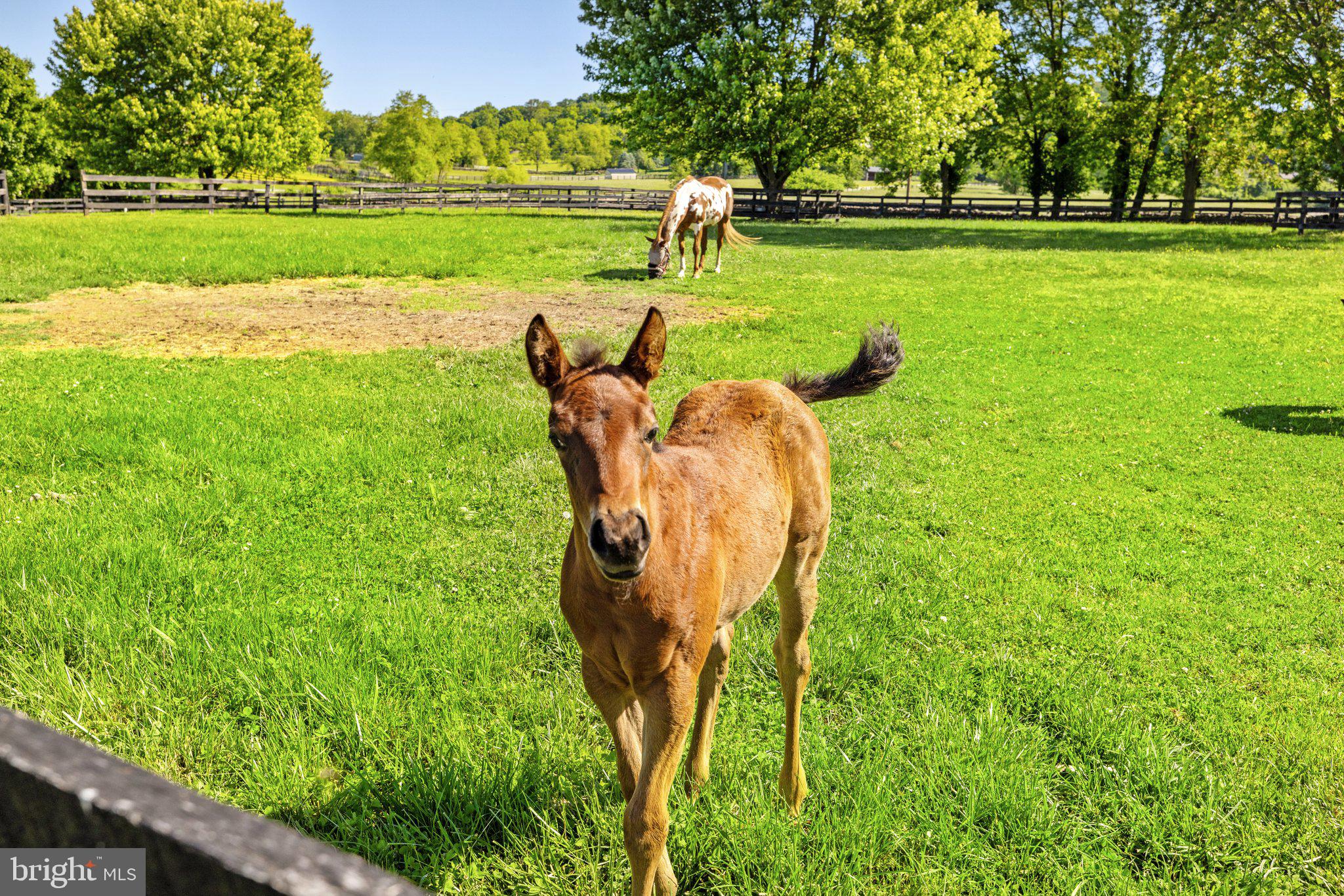LODGE LAND FARMS - Residential