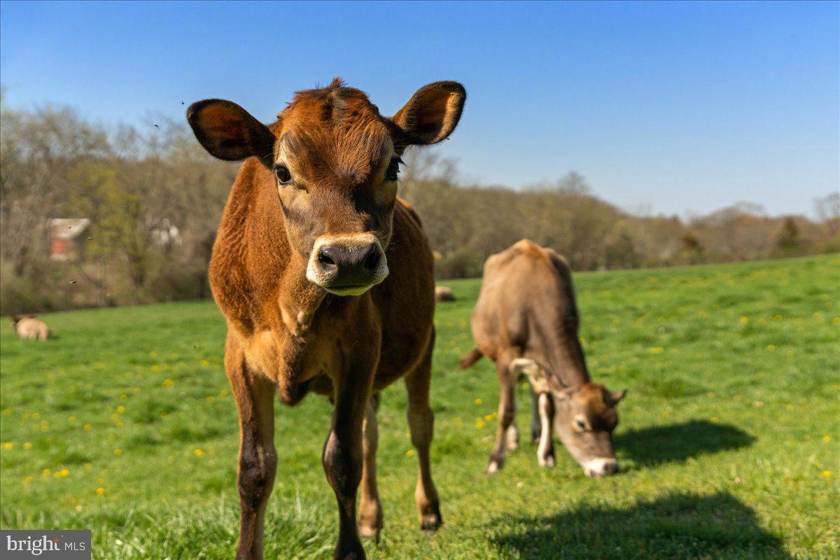 NONE AVAILABLE - Farm