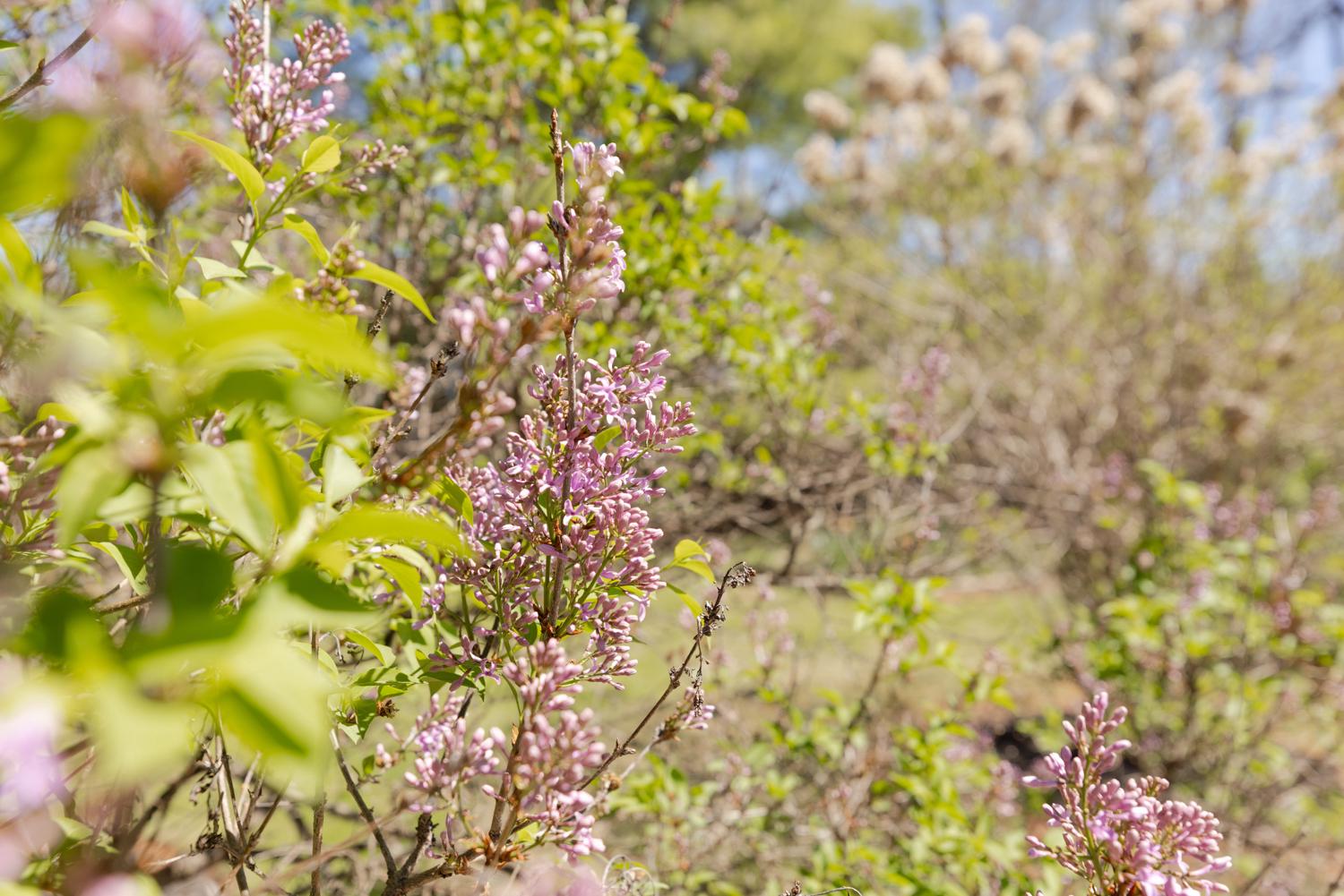 SKYLINE ORCHARDS - Residential