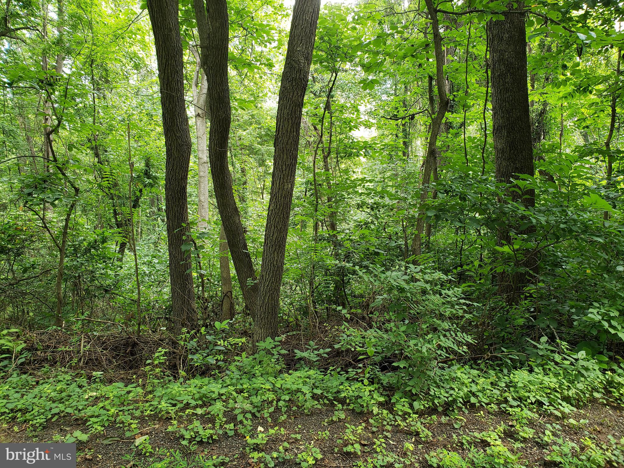 POINT O'WOODS - Land